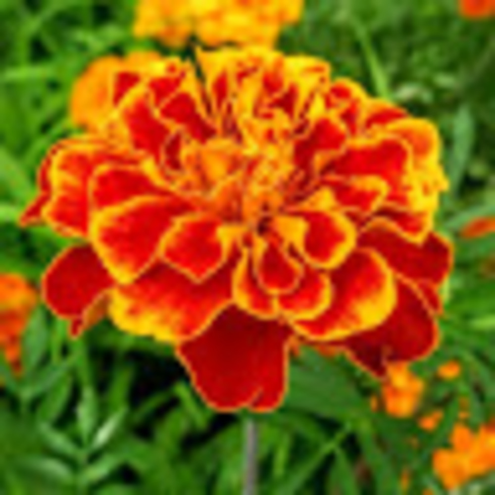 Meet your Posher, Iris